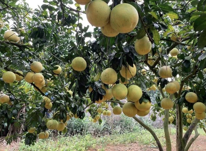 Vietnamese pomelo likely to be exported to Australia